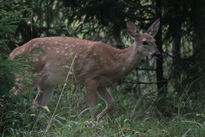 Valkoh�nt�kauris