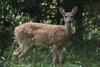 Valkoh�nt�kauris II