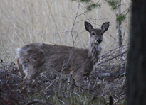 Valkoh�nt�kauris talvipuvussa