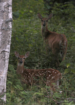 Kauriita iltah�myss�